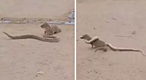 सांप को देखते ही अपनी पे आया गया नेवला&hellip; पहले दौड़ा-दौड़ाकर किया परेशान, फिर बिल के अंदर भी नहीं छोड़ा पीछा